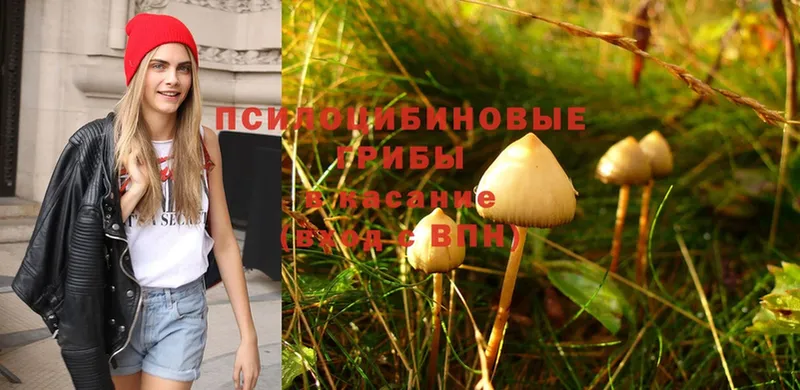 Псилоцибиновые грибы Psilocybe  Микунь 